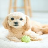犬のおもちゃの洗い方を解説！重曹を使ったお手入れ方法と注意点