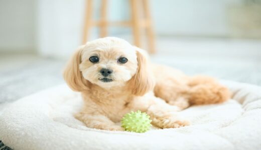 犬のおもちゃの洗い方を解説！重曹を使ったお手入れ方法と注意点
